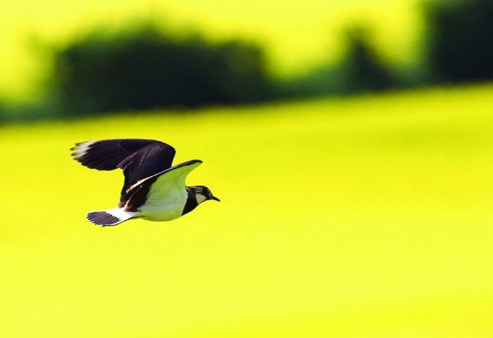 lapwing flying over fields of rape.